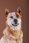 Australian Cattle Dog Portrait