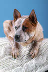 lying Australian Cattle Dog