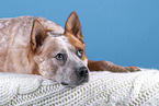 lying Australian Cattle Dog