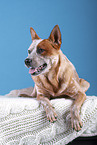 lying Australian Cattle Dog