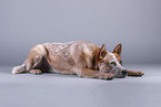 lying Australian Cattle Dog