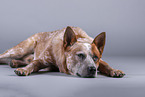 lying Australian Cattle Dog