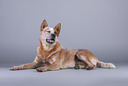 lying Australian Cattle Dog