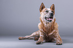 lying Australian Cattle Dog