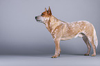 standing Australian Cattle Dog