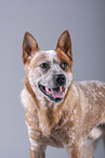 Australian Cattle Dog Portrait