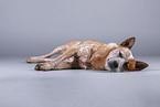 lying Australian Cattle Dog