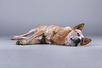 lying Australian Cattle Dog