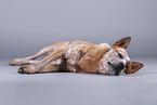 lying Australian Cattle Dog