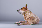 lying Australian Cattle Dog