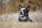 lying Australian Cattle Dog