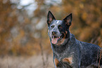 Australian Cattle Dog Portrait