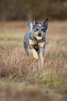 running Australian Cattle Dog