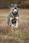 running Australian Cattle Dog