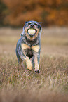 running Australian Cattle Dog