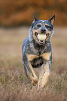 running Australian Cattle Dog