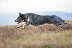 running Australian Cattle Dog