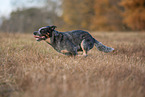 running Australian Cattle Dog