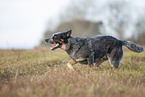 running Australian Cattle Dog