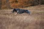 running Australian Cattle Dog