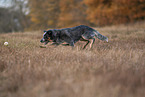 running Australian Cattle Dog