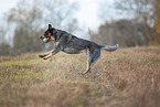 running Australian Cattle Dog