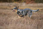 running Australian Cattle Dog