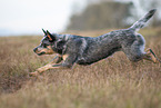 running Australian Cattle Dog