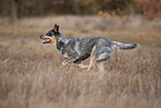 running Australian Cattle Dog