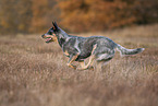 running Australian Cattle Dog