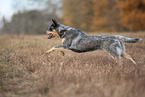 running Australian Cattle Dog