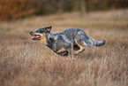 running Australian Cattle Dog