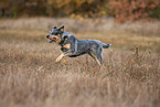 running Australian Cattle Dog