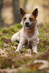 Australian Cattle Dog in the Forest