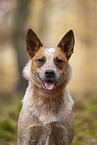 Australian Cattle Dog in the Forest