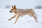 running Australian Cattle Dog