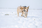 Australian Cattle Dogs