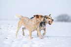 Australian Cattle Dogs