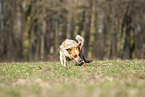 running Australian Cattle Dog