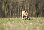 running Australian Cattle Dog