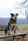 sitting Australian Cattle Dog