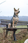 sitting Australian Cattle Dog