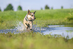 Australian Cattle Dog runs through the water