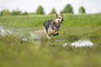 Australian Cattle Dog runs through the water