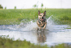 Australian Cattle Dog runs through the water