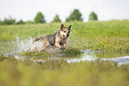 Australian Cattle Dog runs through the water