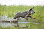 Australian Cattle Dog runs through the water