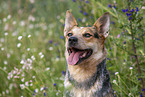 Australian Cattle Dog Portrait