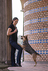 standing Australian Cattle Dog