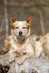 Australian cattle dog on tree trunk